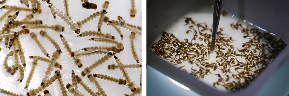 The larvae of Aedes aegypti mosquito are seen inside Oxitec laboratory in Campinas, Brazil