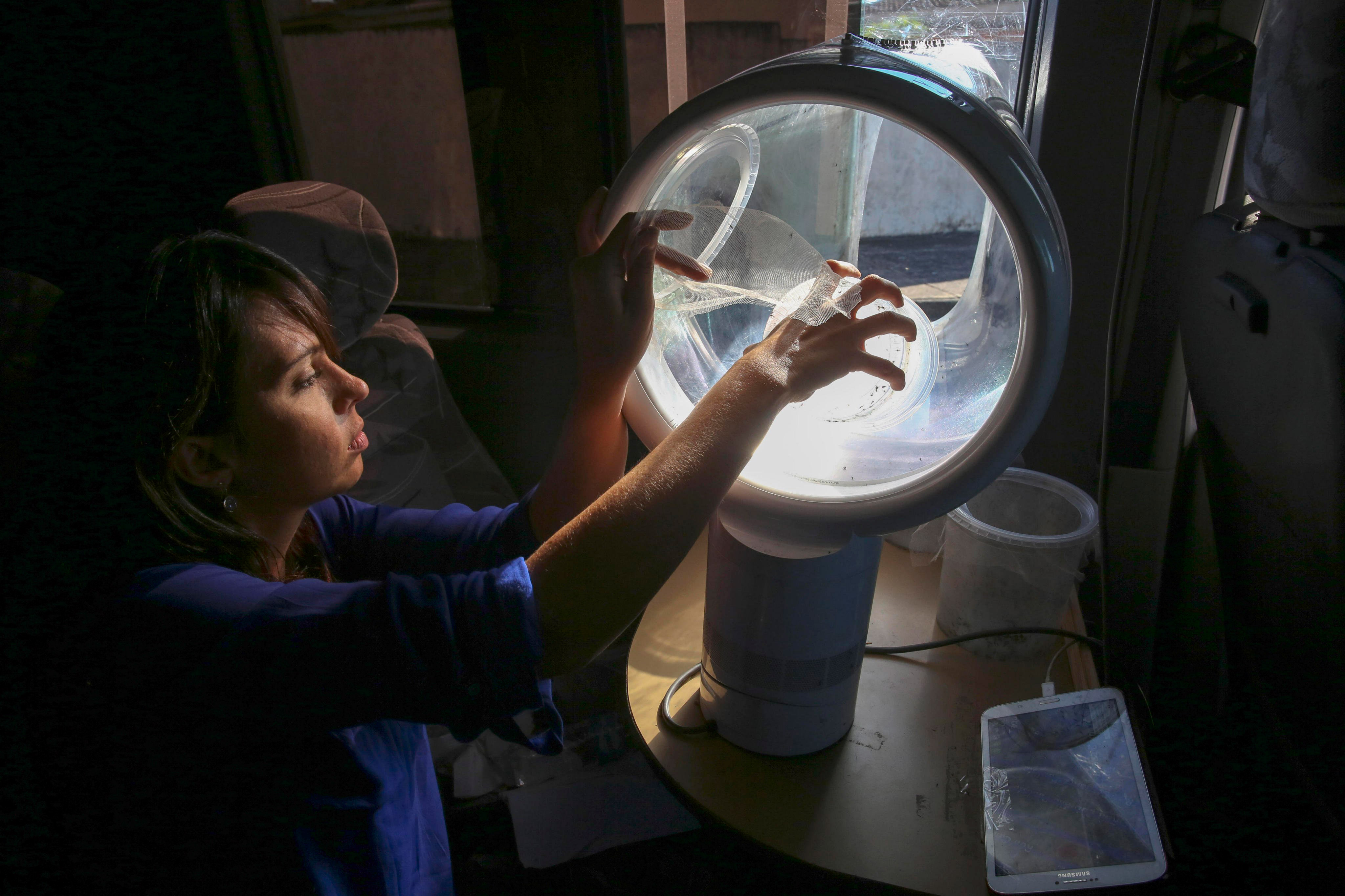 GENETICALLY MODIFIED MOSQUITOS TO FIGHT DENGUE AND ZIKA IN BRAZIL