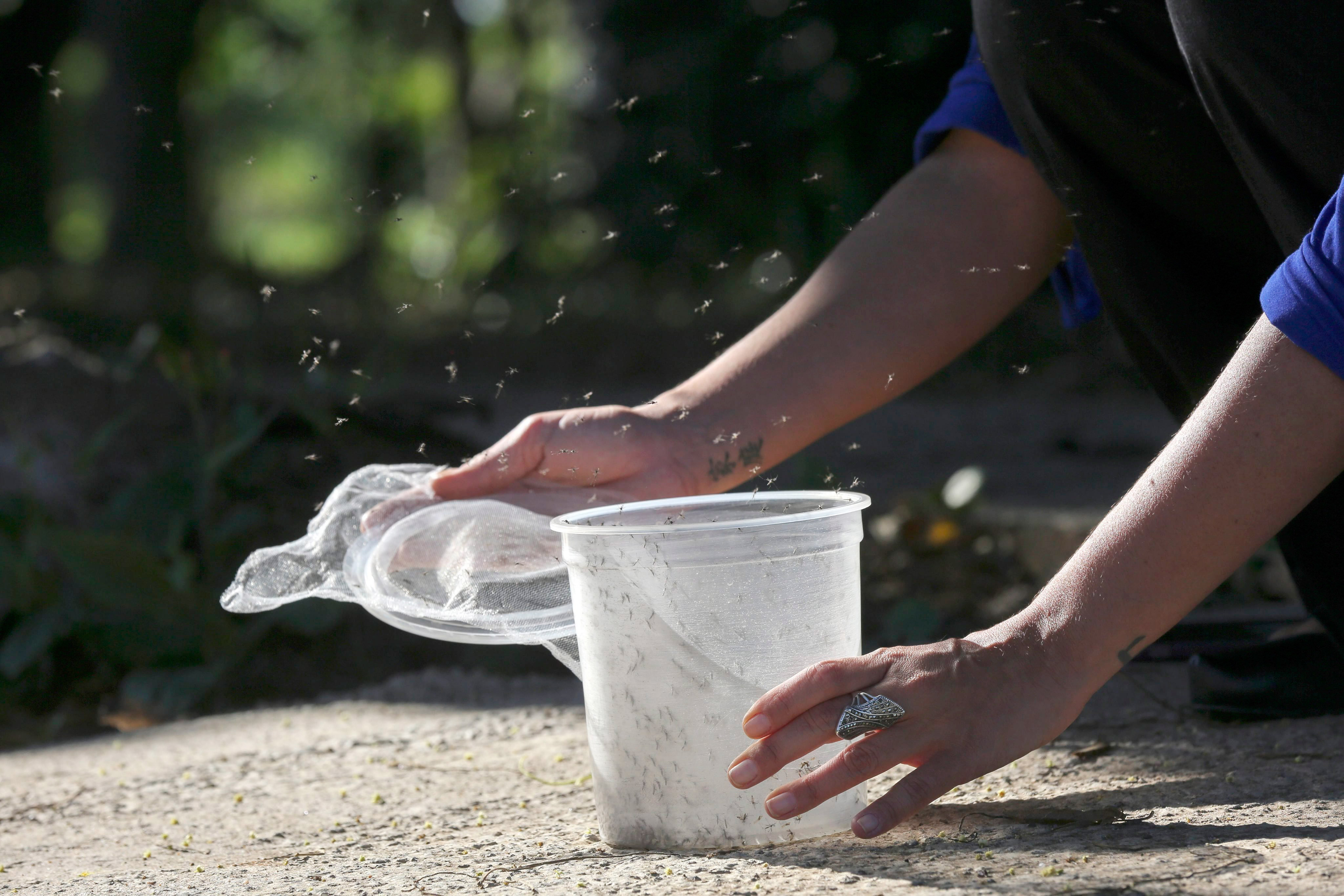 Transgenic mosquitos to battle the dengue fever and zika