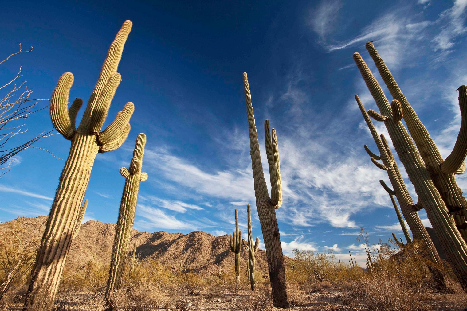 Sonoran Desert, Arizona