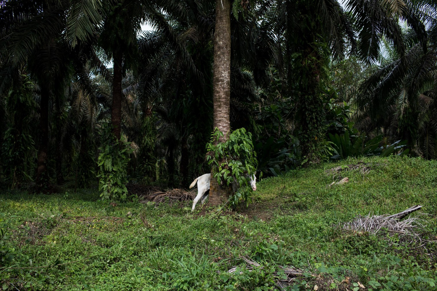 human-smuggler-central-america-migration